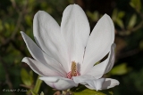 20140330 magnolie hp img 1551
