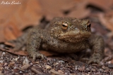 2013-04-14 kroete 1200x800 img 6662