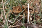 20140329 erdkroete hp img 1360