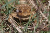 Amphibien