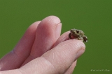 Frosch