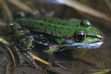 20140830 Teichfrosch HP IMG 0356