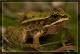 2015TeichfroschIMG 6842