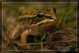 Teichfrosch