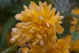 2012-04-09 blume 750x500 mg 3578 web