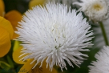 2012-04-09 blume 750x500 mg 3591 web