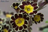 2012-04-09 blume 750x500 mg 3592 web