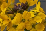 2012-04-09 blume 750x500 mg 3594 web