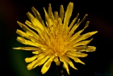 2012-05-01 blume 750x500 img 5323