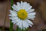 2012-05-01 blume 750x500 img 5330