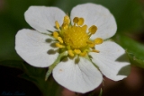 2012-05-01 blume 750x500 mg 5322 web
