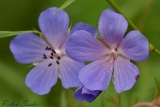 2012-06-07 blume 750x500 img 7107