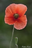 2013-05-30 blume 800x1200 img 9231