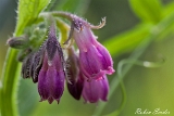 2013-06-02 arznei-beinwell 1200x800 img 9882