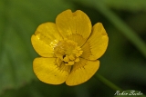 2013-06-02 butterblume 1200x800 img 9900