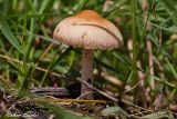 2013-06-02 fichten-steinpilz herrenpilz 1200x800 img 9918