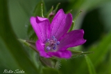 2013-06-02 stink-storchschnabel 1200x800 img 9884