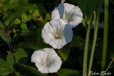 2013-07-07 gewchnliche zaunwinde 1200x800 img 0703