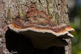 2013-10-03 baumpilz 1200x800 img 7322