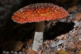 2013-10-03 roter fliegenpilz 1200x800 img 7354