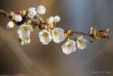 Blumen und Pflanzen