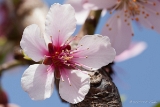 20140330 mandelbluete hp img 1474