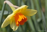 20140330 osterglocke hp img 1532