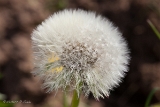 20140330 pusteblume hp img 1489