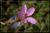 2015BlumeIMG 8311