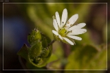 2015Vogel-SternmiereIMG 8331