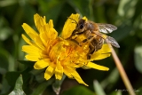 Hautflügler