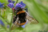 2012-06-24 hummel 750x500 mg 8584 web