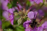 Hummel