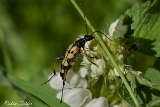 Gefleckter Schmalbock