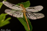 2012-06-10 libelle 750x500 mg 7732 web