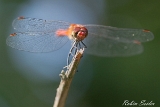 2013-07-21 blutrote heidelibelle 1200x800 img 1020