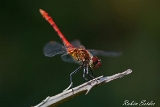 2013-07-21 blutrote heidelibelle 1200x800 img 1029