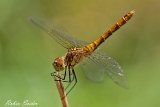 Blutrote Heidelibelle