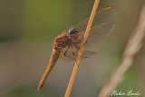Feuerlibelle