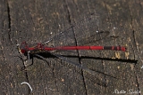 Fruehe Adonislibelle