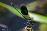 Gebaenderte Prachtlibelle