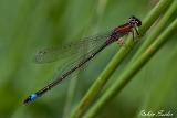 2013-06-16 groyae pechlibelle 1200x800 img 0324
