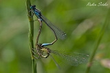 2013-06-16 groyae pechlibellen bei paarung 1200x800 img 0333