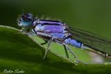2013-06-16 libelle 1200x800 img 0297