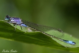 2013-06-16 libelle 1200x800 img 0298