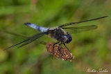 2013-06-16 groyaer blaupfeil 1200x800 img 0388