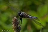 2013-06-16 groyaer blaupfeil 1200x800 img 0393