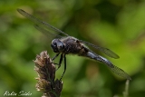 2013-06-16 groyaer blaupfeil 1200x800 img 0406