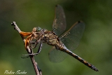 Grosser Blaupfeil