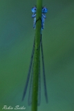 Hufeisen-Azurjungfer